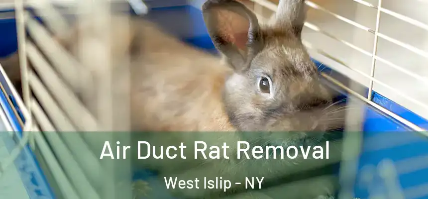  Air Duct Rat Removal West Islip - NY